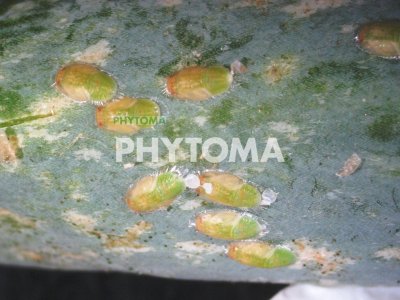 Psila Bactericera tremblayi