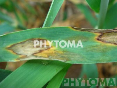 Rincosporiosis en cebada, escaldadura en cebada