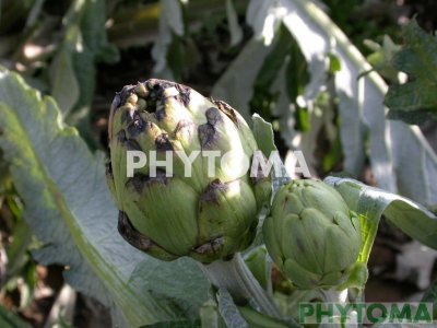 Necrosis apical del fruto 