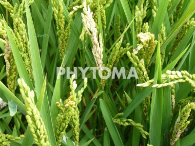 Barrenador del arroz