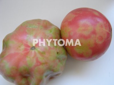 Antracnosis del tomate 