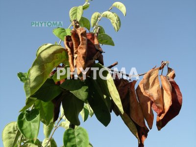 Fuego bacteriano 