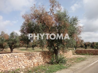 Xylella fastidiosa