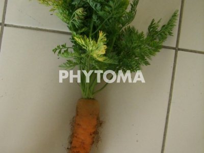 Ca. Liberibacter solanacearum, CtRLV y CMoV