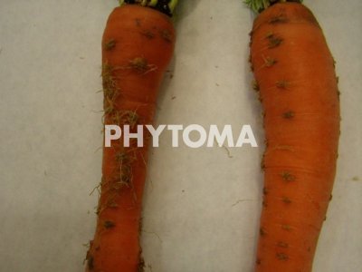 Ca. Liberibacter solanacearum, fitoplasma y S. citri