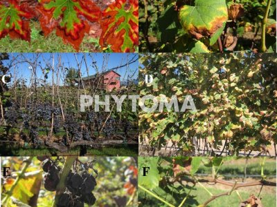 Xylella fastidiosa