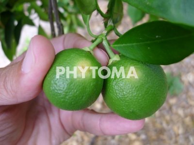 Chaetanaphothrips orchidii