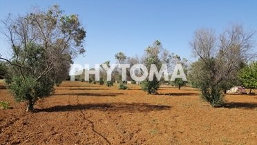 Xylella fastidiosa