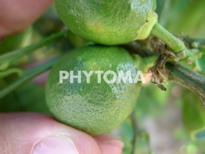 Chaetanaphothrips orchidii
