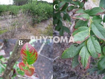 Xylella fastidiosa