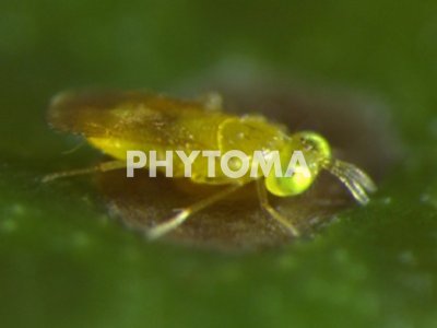 Aonidiella aurantii