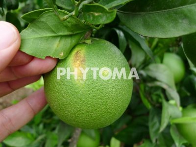 Chaetanaphothrips orchidii
