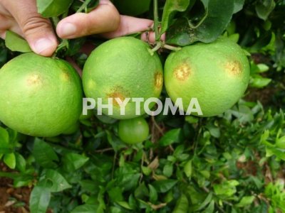 Chaetanaphothrips orchidii