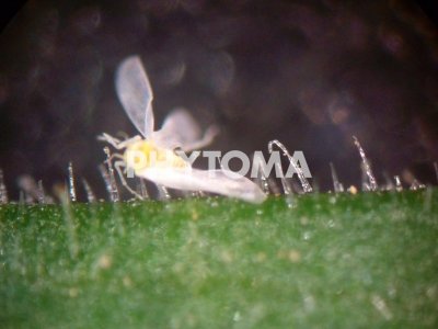 Bemisia tabaci