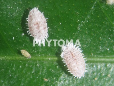 Planococcus citri Risso