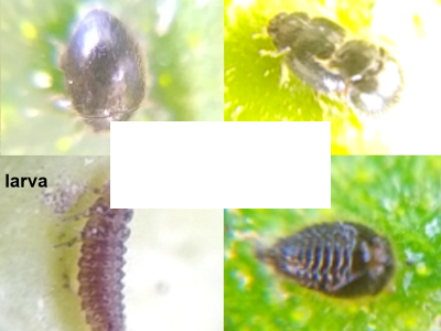 S.punctillum