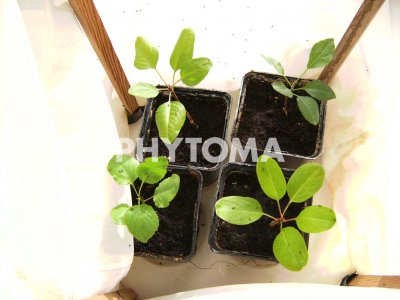 Cacopsylla pyri
